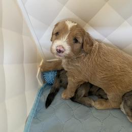 Sheepadoodle Puppies from Sarah Pearl’s Mini Sheepadoodles