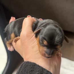 Milo - Black and gold male Morkie puppy in Winston Salem, North Carolina from Patty’s Paws