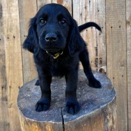 Cake (green) - Black female Flat-Coated Retriever puppy in Park Rapids, Minnesota from Catori