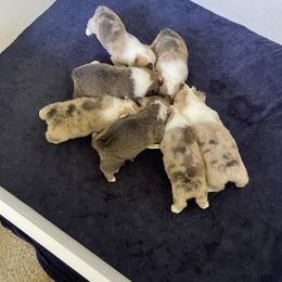 American Corgi and Pembroke Welsh Corgi Puppies from Flying K Corgis