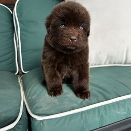1 - Brown male Newfoundland puppy in New York from Johnson Farms