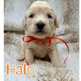 Halo - Cream female Australian Labradoodle puppy in Upland, California from Kings Labradoodles