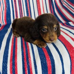 Boy 4 - Chocolate and tan male Dachshund puppy in Oklahoma from DRB Dachshunds