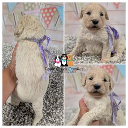 OAKLEY - F1 English Goldendoodle - OFA-Genetics-2 Year Warranty. Apple Creek Doodles - Since 2004. - Cream female Goldendoodle puppy in Jeddo, Michigan from Apple Creek Doodles