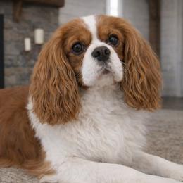 Behr - Cavalier King Charles Spaniel