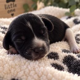 Milo - Piebald male Dachshund puppy in Mesa, Arizona from Dach Army LLC