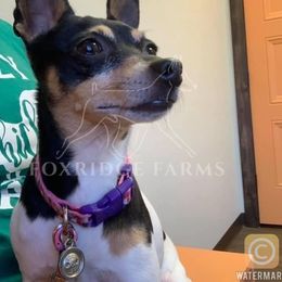 Toy Fox Terrier All Grown Up from Foxridge Farms