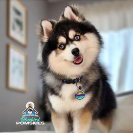 Griffin - Pomsky