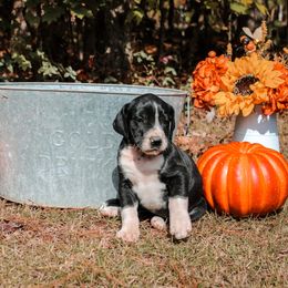 Great Dane Puppies from Tar River Great Danes