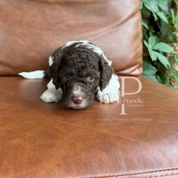 Arroyo - Brown and white male Bernedoodle puppy in Tulsa, Oklahoma from The Poodle Co. Raising Doodles & Poodles