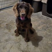 Iva - Boykin Spaniel