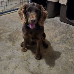 Iva - Boykin Spaniel