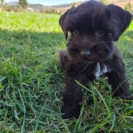 Marty - Liver male Miniature Schnauzer puppy in Paradise, Utah from Highbornschnauzers