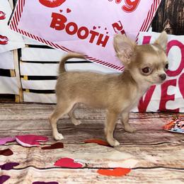 Nala - Chocolate blue female Chihuahua puppy in Palmyra, Indiana from Country Star Chihuahuas