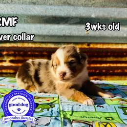 Silver collar - Red merle female Australian Shepherd puppy in Greenville, Texas from Amandas Aussies