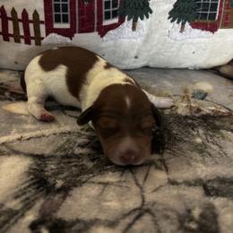 Mikey - Piebald male Dachshund puppy in Dorchester, Texas from Texas Mini Dachs
