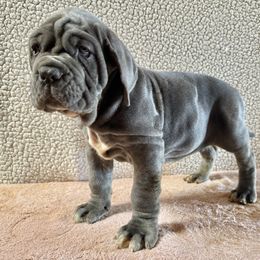 Fallon - Blue Neapolitan Mastiff puppy in Canyon, Texas from Mastini Della Forte