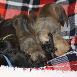 Great Dane Puppies from Dunn Right Ranch