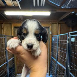 Girl 6 - Black white and tan female English Springer Spaniel puppy in Fort Meade, Florida from Lake in the Hills Springers