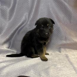 Elsi - Pink Collar - Black and tan female German Shepherd puppy in Greenwood, Arkansas from West Haus Shepherds