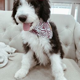 Bernedoodle, Goldendoodle, and Sheepadoodle Puppies from High Desert Doodles