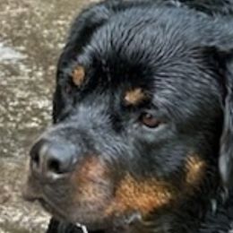 Athena - Rottweiler