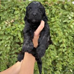 Bernedoodle and Whoodle Puppies from Gilbert Bernedoodles & Whoodles