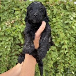Bernedoodle and Whoodle Puppies from Gilbert Bernedoodles & Whoodles
