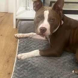 American Bully Puppies from Night Court Bullies