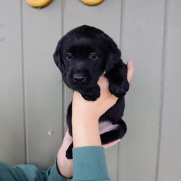 Labrador Retriever Puppies from Western Valley Retrievers