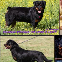 French Bulldogs, Miniature Schnauzers, and Rottweilers from Mystique Kennel