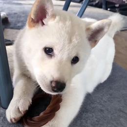 AKC Frosty - Cream male Shiba Inu puppy in Jensen Beach, Florida from ScrapiShibas