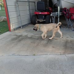 Kangal Puppies from DASA Ridge Kangals