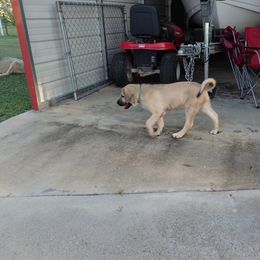 Kangal Puppies from DASA Ridge Kangals