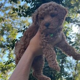 Lime - Apricot male Goldendoodle puppy in Gainesville, Florida from Pet Inn Xxweetdoodles