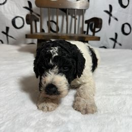 Girl 1 - Parti female Poodle puppy in Luana, Iowa from Country View Bernedoodles and Goldendoodles