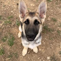 Zosha - Black and silver female German Shepherd puppy in Lexington, Virginia from Stahlhaus ( Previously Buffelbach Farmstead Shepherds)