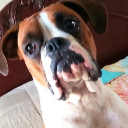 Annie - Boxer