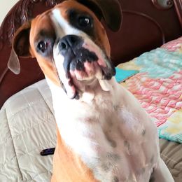 Annie - Boxer