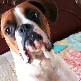 Annie - Boxer