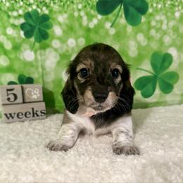 Girl two - Brindle female Dachshund puppy in Lakeland, Florida from Ruthie’s Rich Mini Dachshunds