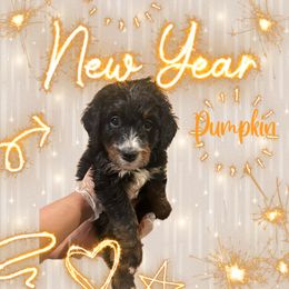 Bernedoodle Puppies from A MAYSING Bernedoodles