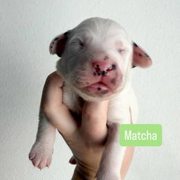 Matcha - LUA long coat - White and black male Dalmatian puppy in Davenport, Florida from Sunny Jewels Dalmatians
