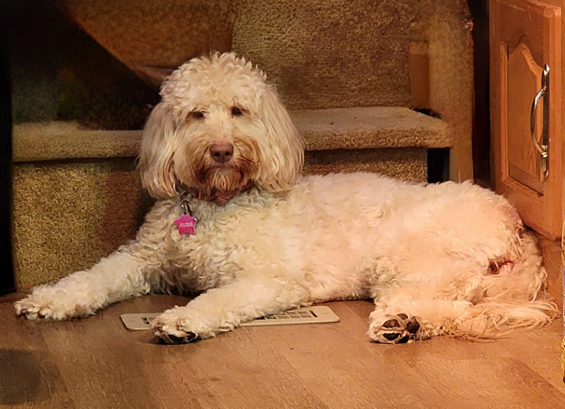 Cora - Labradoodle