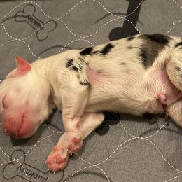 Peach - Blue merle Miniature Australian Shepherd puppy in Pleasant Grove, Utah from Bishop Aussies