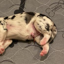 Peach - Blue merle Miniature Australian Shepherd puppy in Pleasant Grove, Utah from Bishop Aussies