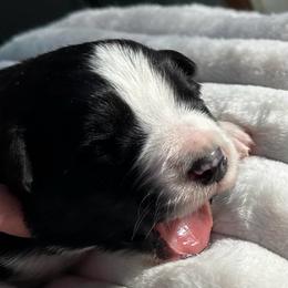 Jag - Black and white male Border Collie puppy in Henagar, Alabama from Ridge Kap Border Collies