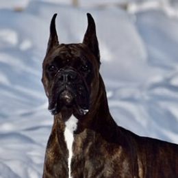 Magic - Boxer