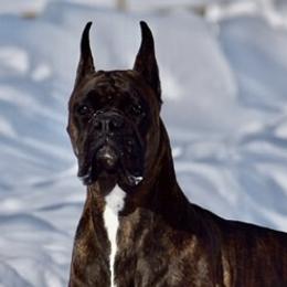 Magic - Boxer