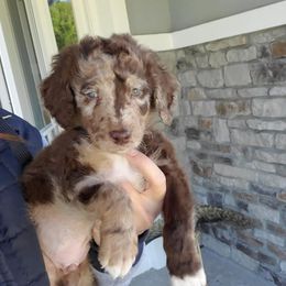 Aussiedoodle Puppies from S & L Oodles of Doodles